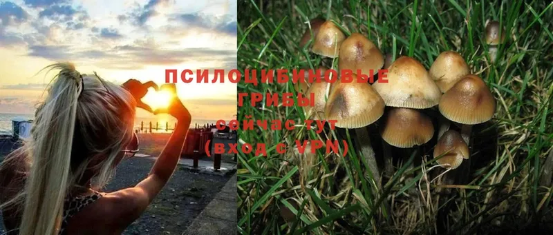 купить   Ессентукская  Галлюциногенные грибы MAGIC MUSHROOMS 